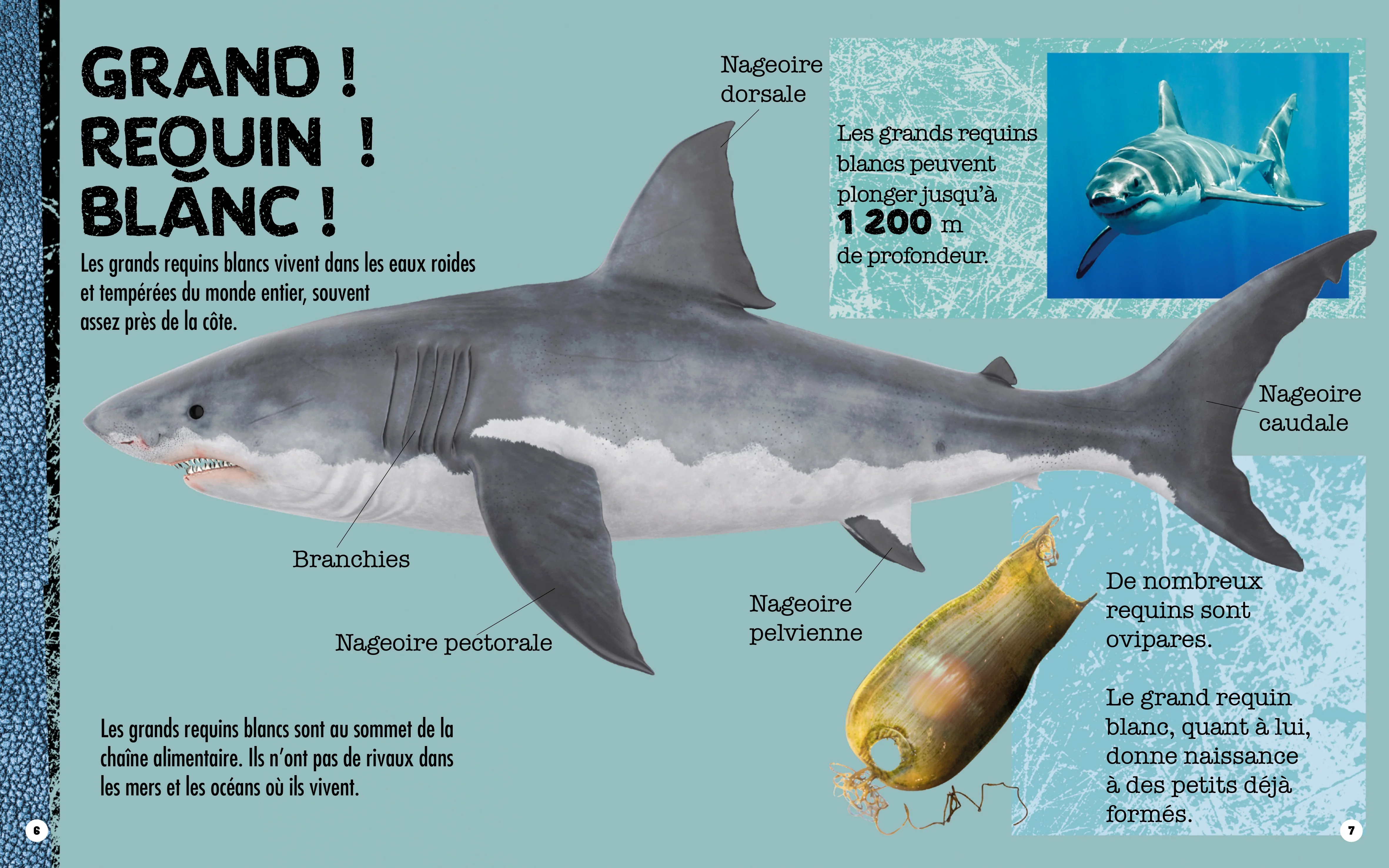Image du produit 9